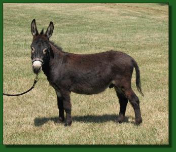 The Elms Rembrandt ~ Miniature Donkey Herd Sire