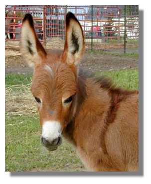 2436-sorrel-donkeys-Fiftys-Star-Head-8-27-01a.jpg