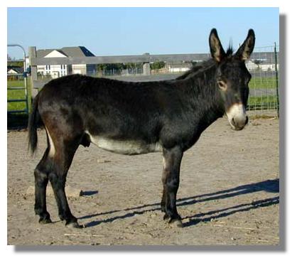 2508-donkey-black-knight-herd-sire-rh-9-30-01a.jpg