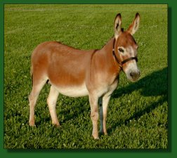 758's DiDi, dark sorrel/red miniature donkey herd sire