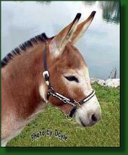 MGF Fiftyfire, sorrel miniature donkey jack (5281 bytes)