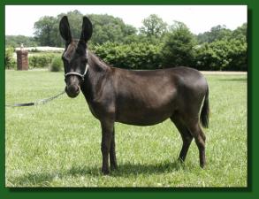 Half Ass Acres Mercy Me - Lot #10