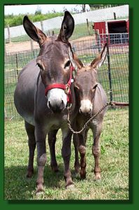 Merry-Go-Round's Soulene & her jennet foal, Bunnie