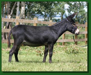 Perfection's Gretchen ~ Lot # 2