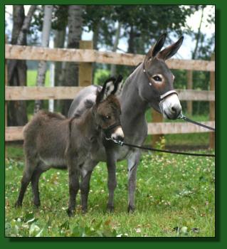Lot #69 ~ Perfection's Little Critters Julie and jack foal, Perfection's Doops Too