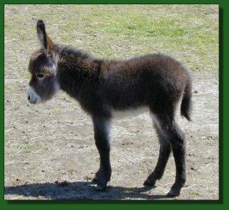 Click photo of miniature donkey to enlarge the  image