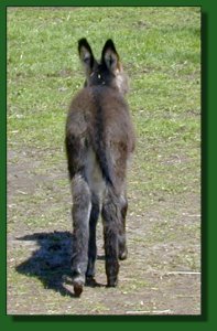 Click photo of miniature donkey to enlarge the  image