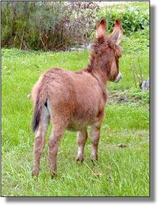 donkey-scarlett-legs-back-3-qtr-view-6096-Oct-24-02a.jpg