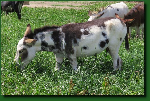 Elms Farm For Sale