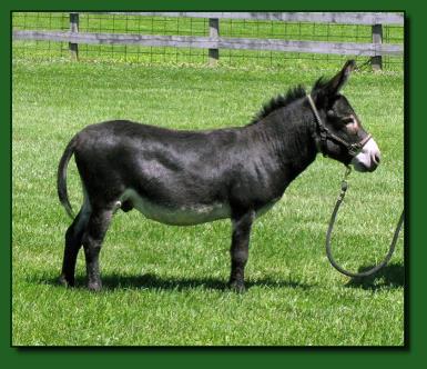 The Elms Rembrandt ~ Miniature Donkey Herd Sire