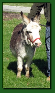 Elms Farm