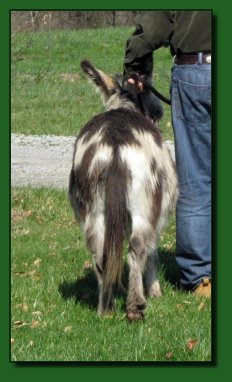 Elm's Farm