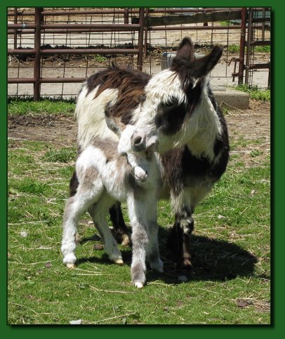 The Elms Harp as a foal with his dam.