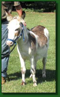 The Elms Harp, spotted , wooly miniature donkey for sale.