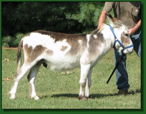 The Elms Harp, spotted , wooly miniature donkey for sale.