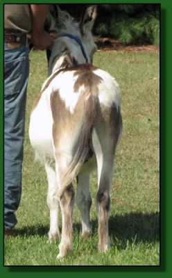 The Elms Harp, spotted , wooly miniature donkey for sale.