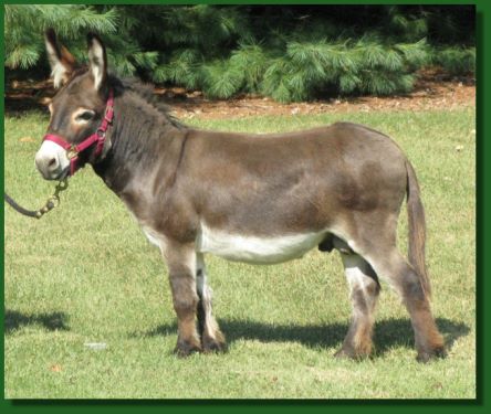 mini donkey for sale mn