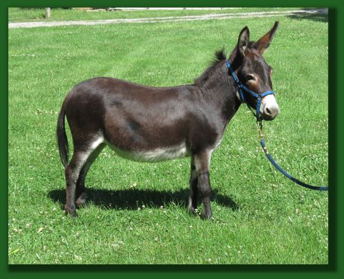 Click photo of donkey for sale to enlarge