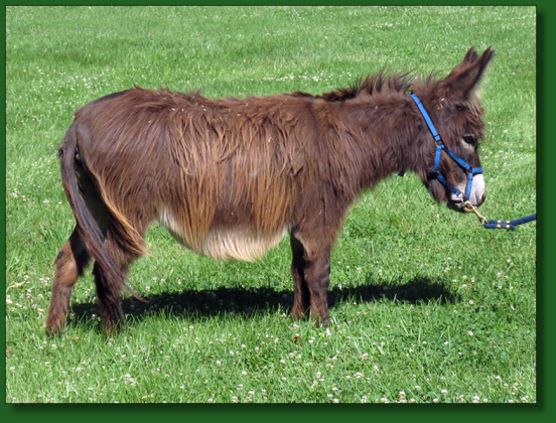 Click photo of miniature donkey for sale to enlarge image