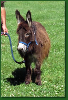 Click photo of miniature donkey for sale to enlarge image