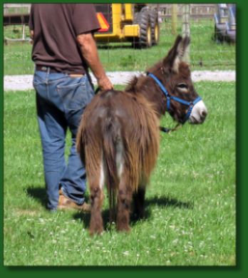 Click photo of miniature donkey for sale to enlarge image