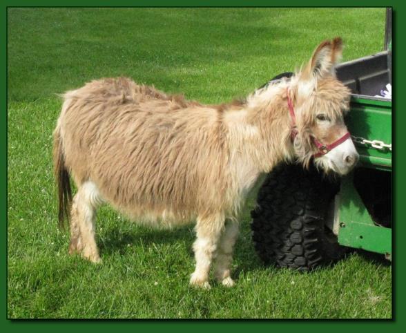 The Elms Rembrandt ~ Miniature Donkey Herd Sire