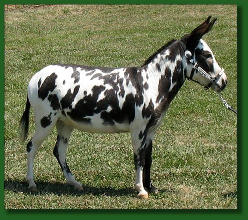 Click photo of miniature donkey to enlarge image.