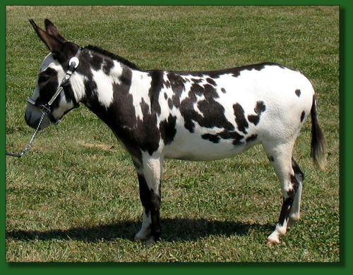 Click photo of miniature donkey to enlarge image.