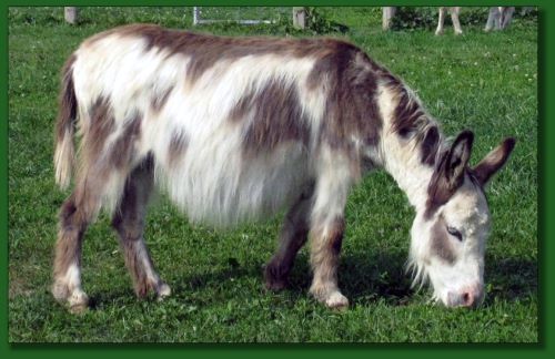 Click photo of miniature donkey to enlarge image.