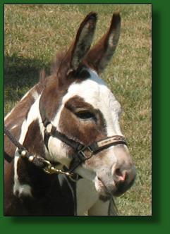 PWF Geronimo