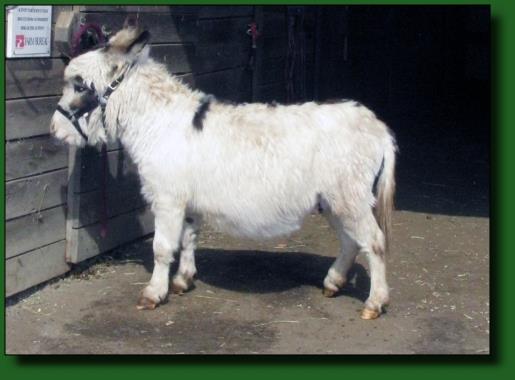 Elms Farm miniature Donkeys