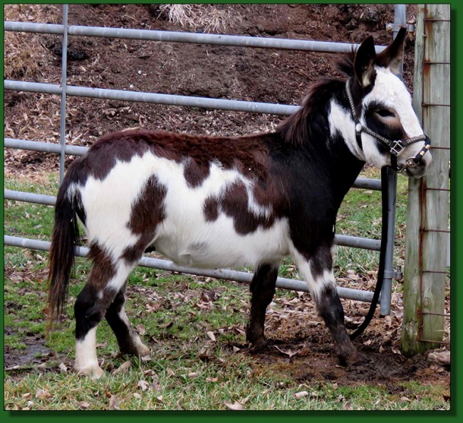 The Elms To Boldly Go, Black and White Herd Sire at The Elms Farm in Ohio.