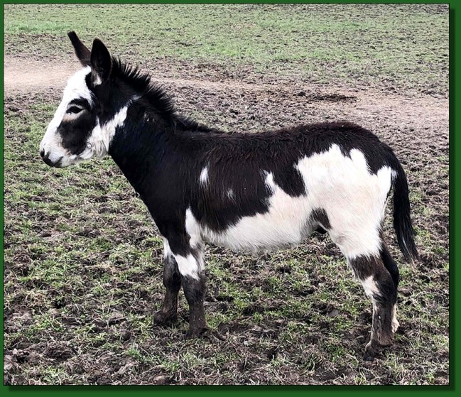 The Elms To Boldly Go, Black and White Herd Sire at The Elms Farm in Ohio.