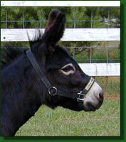 Miniature donkey brood jennet, Sun Creek's Penny, brood jennet miniature donkey