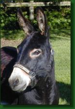 MGF Black Knight, black miniature donkey herd sire