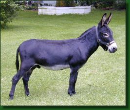 MGF Black Knight, black miniature donkey herd sire