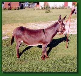 Lot #31 ~ Pygmy Acres Diamiss