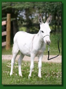 Perfection's Snow Me ~ Lot #27
