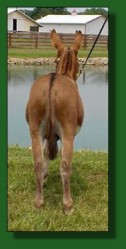 My World Santana, dark red (sorrel) miniature donkey herd sire