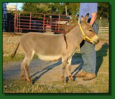 Miniature donkey brood jennet, The Elms Queen Victoria (11,721 bytes)