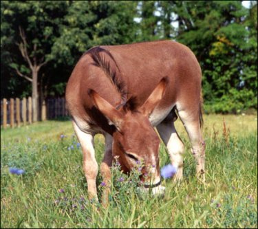 Miniature donkey herd sire